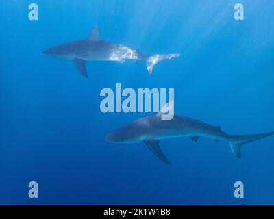 Galapagos-Hai (Carcharhinus galapagensis) vom Nordufer von O'ahu, Hawaii, USA. Stockfoto