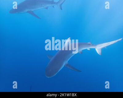 Galapagos-Hai (Carcharhinus galapagensis) vom Nordufer von O'ahu, Hawaii, USA. Stockfoto