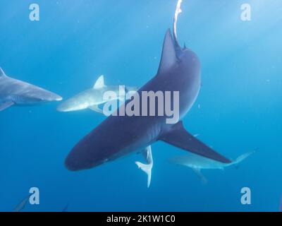 Galapagos-Hai (Carcharhinus galapagensis) vom Nordufer von O'ahu, Hawaii, USA. Stockfoto