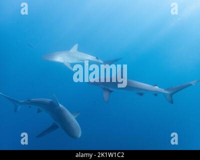 Galapagos-Hai (Carcharhinus galapagensis) vom Nordufer von O'ahu, Hawaii, USA. Stockfoto