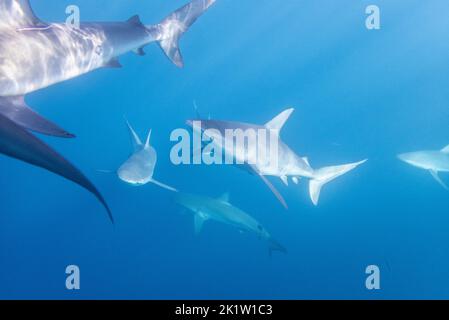 Galapagos-Hai (Carcharhinus galapagensis) vom Nordufer von O'ahu, Hawaii, USA. Stockfoto