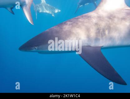 Galapagos-Hai (Carcharhinus galapagensis) vom Nordufer von O'ahu, Hawaii, USA. Stockfoto