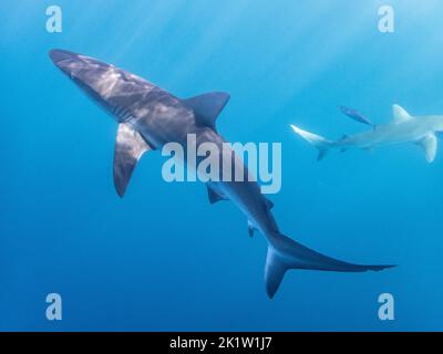 Galapagos-Hai (Carcharhinus galapagensis) vom Nordufer von O'ahu, Hawaii, USA. Stockfoto