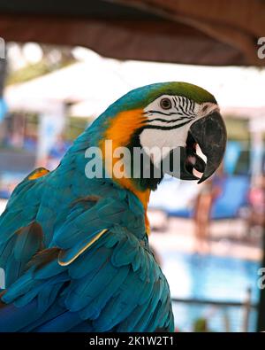 Blau-gelber Ara-Vogel in Nahaufnahme Stockfoto