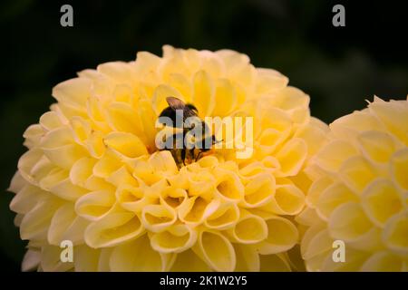 Biene auf gelber Blüte, Bestäubung in der Mitte. Hummel sammelt Pollen Stockfoto