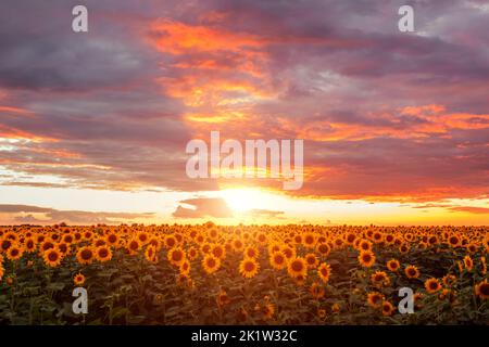 Sommerfeld blühender Sonnenblumen bei Sonnenuntergang mit violettem, orangefarbenem Himmel und Sonnenstrahlen. Wunderschöne Landschaft zur goldenen Stunde. Hintergrund der Landwirtschaft Stockfoto