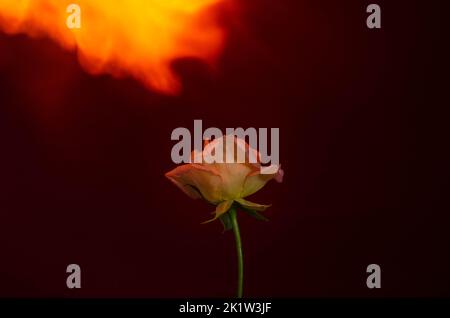Flammende Rosenblüte auf dunkelrotem Hintergrund. Liebeskonzept mit Blume und Feuer. Kreative Natur Idee zum Valentinstag oder Frauentag. Stockfoto