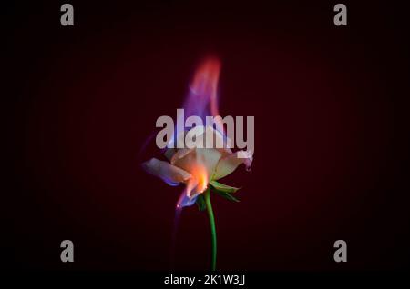 Flammende Rosenblüte auf dunkelrotem Hintergrund. Liebeskonzept mit Blume und Feuer. Kreative Natur Idee zum Valentinstag oder Frauentag. Stockfoto