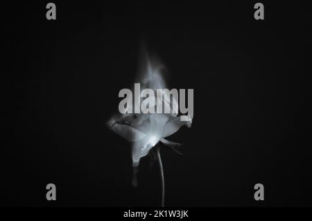 Flammende Rosenblüte auf dunkelrotem Hintergrund. Liebeskonzept mit Blume und Feuer. Kreative Natur Idee zum Valentinstag oder Frauentag. Stockfoto