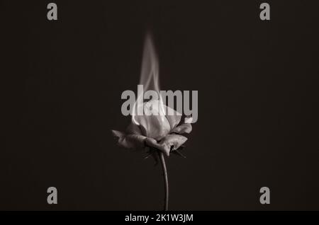 Flammende Rosenblüte auf dunkelrotem Hintergrund. Liebeskonzept mit Blume und Feuer. Kreative Natur Idee zum Valentinstag oder Frauentag. Stockfoto