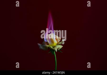 Flammende Rosenblüte auf dunkelrotem Hintergrund. Liebeskonzept mit Blume und Feuer. Kreative Natur Idee zum Valentinstag oder Frauentag. Stockfoto