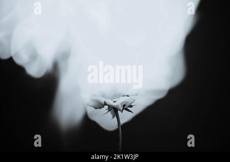 Flammende Rosenblüte auf dunkelrotem Hintergrund. Liebeskonzept mit Blume und Feuer. Kreative Natur Idee zum Valentinstag oder Frauentag. Stockfoto