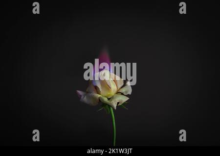Flammende Rosenblüte auf dunkelrotem Hintergrund. Liebeskonzept mit Blume und Feuer. Kreative Natur Idee zum Valentinstag oder Frauentag. Stockfoto