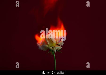 Flammende Rosenblüte auf dunkelrotem Hintergrund. Liebeskonzept mit Blume und Feuer. Kreative Natur Idee zum Valentinstag oder Frauentag. Stockfoto