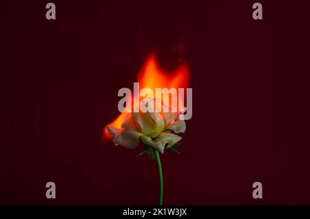 Flammende Rosenblüte auf dunkelrotem Hintergrund. Liebeskonzept mit Blume und Feuer. Kreative Natur Idee zum Valentinstag oder Frauentag. Stockfoto