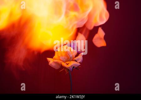 Flammende Rosenblüte auf dunkelrotem Hintergrund. Liebeskonzept mit Blume und Feuer. Kreative Natur Idee zum Valentinstag oder Frauentag. Stockfoto