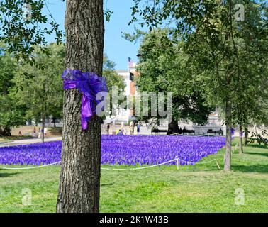 BOSTON, MASSACHUSETTS - 29. August 2022: Tausende von lila Fahnen werden vom State House auf der Liberty Mall von Boston Common gepflanzt, um diejenigen zu ehren, die d Stockfoto