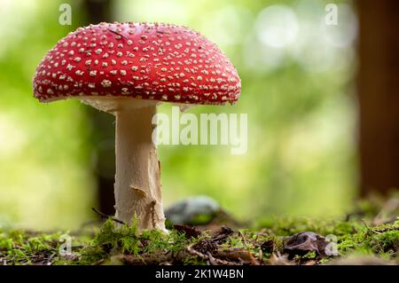 Eine Nahaufnahme eines rotbedeckten Pilzes auf einem Waldboden Stockfoto