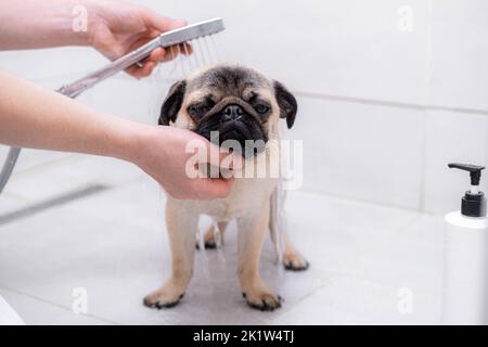 Besitzer oder Groomer waschen Pug Hund in der Dusche, Haustiere Pflege und Pflege. Stockfoto