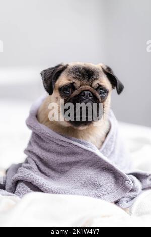 Netter, nasser Mops-Hund, der nach der Dusche in einem grauen Handtuch auf dem Bett sitzt, Haustiere putzt und wäscht Stockfoto