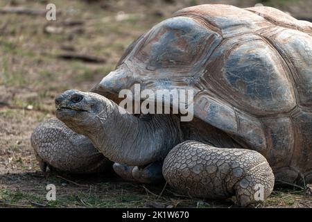 Eine Nahaufnahme einer Galapagos-Riesenschildkröte, die auf einem offenen Feld kriecht Stockfoto