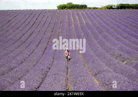 Landwirt Andrew Elms verwendet sein altes Fahrrad, um seine Levelernte auf seiner Farm iat Lordington in der Nähe von Chichester, West Sussex, zu untersuchen. PIC Mike Walker, Mike Walker Bilder Lordington Lavender, eingebettet in die South Downs, wurde 2002 vom lokalen Landwirt Andrew Elms gegründet. Nachdem er seine Milchherde verkauft hatte, suchte er nach einer neuen Möglichkeit zur Diversifizierung und entschied sich, dass Lavendel eine einzigartige und aufregende Alternative sein würde. Die Ernte wird unter Berücksichtigung der Erhaltung des Lebensraums und der Umwelt angebaut. Es werden keine Düngemittel oder Pestizide verwendet und es ist ein Paradies für Wildtiere mit mindestens 12 rot gelisteten Arten geworden Stockfoto