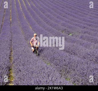 Landwirt Andrew Elms verwendet sein altes Fahrrad, um seine Levelernte auf seiner Farm iat Lordington in der Nähe von Chichester, West Sussex, zu untersuchen. PIC Mike Walker, Mike Walker Bilder Lordington Lavender, eingebettet in die South Downs, wurde 2002 vom lokalen Landwirt Andrew Elms gegründet. Nachdem er seine Milchherde verkauft hatte, suchte er nach einer neuen Möglichkeit zur Diversifizierung und entschied sich, dass Lavendel eine einzigartige und aufregende Alternative sein würde. Die Ernte wird unter Berücksichtigung der Erhaltung des Lebensraums und der Umwelt angebaut. Es werden keine Düngemittel oder Pestizide verwendet und es ist ein Paradies für Wildtiere mit mindestens 12 rot gelisteten Arten geworden Stockfoto