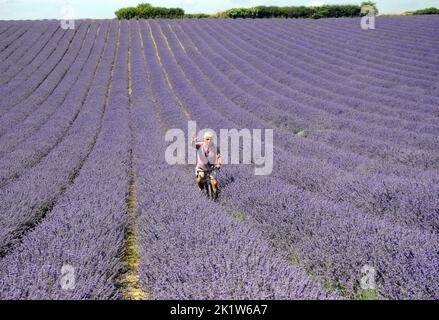 Landwirt Andrew Elms verwendet sein altes Fahrrad, um seine Levelernte auf seiner Farm iat Lordington in der Nähe von Chichester, West Sussex, zu untersuchen. PIC Mike Walker, Mike Walker Bilder Lordington Lavender, eingebettet in die South Downs, wurde 2002 vom lokalen Landwirt Andrew Elms gegründet. Nachdem er seine Milchherde verkauft hatte, suchte er nach einer neuen Möglichkeit zur Diversifizierung und entschied sich, dass Lavendel eine einzigartige und aufregende Alternative sein würde. Die Ernte wird unter Berücksichtigung der Erhaltung des Lebensraums und der Umwelt angebaut. Es werden keine Düngemittel oder Pestizide verwendet und es ist ein Paradies für Wildtiere mit mindestens 12 rot gelisteten Arten geworden Stockfoto