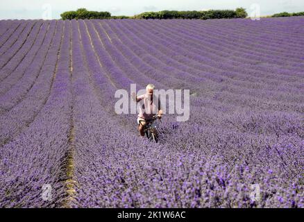 Landwirt Andrew Elms verwendet sein altes Fahrrad, um seine Levelernte auf seiner Farm iat Lordington in der Nähe von Chichester, West Sussex, zu untersuchen. PIC Mike Walker, Mike Walker Bilder Lordington Lavender, eingebettet in die South Downs, wurde 2002 vom lokalen Landwirt Andrew Elms gegründet. Nachdem er seine Milchherde verkauft hatte, suchte er nach einer neuen Möglichkeit zur Diversifizierung und entschied sich, dass Lavendel eine einzigartige und aufregende Alternative sein würde. Die Ernte wird unter Berücksichtigung der Erhaltung des Lebensraums und der Umwelt angebaut. Es werden keine Düngemittel oder Pestizide verwendet und es ist ein Paradies für Wildtiere mit mindestens 12 rot gelisteten Arten geworden Stockfoto