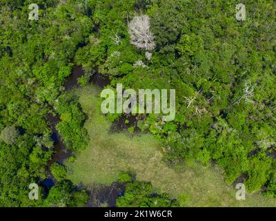 Detail einer Luftaufnahme des amazonas-Regenwaldes Stockfoto