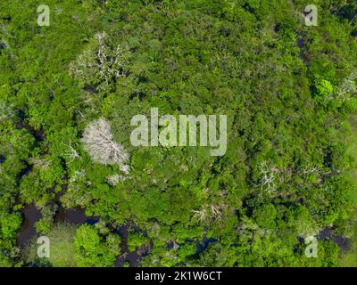 Detail einer Luftaufnahme des amazonas-Regenwaldes Stockfoto