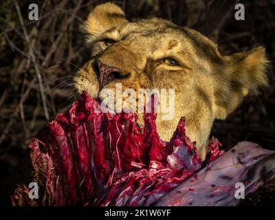 Löwin, die im Amboseli National Park, Kenia, einen frischen Gnus isst Stockfoto