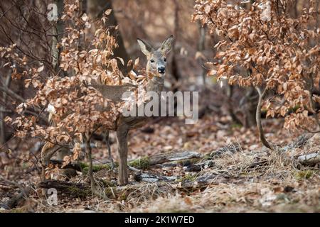 Rehe stehen hinter der Buche im Herbstwald Stockfoto
