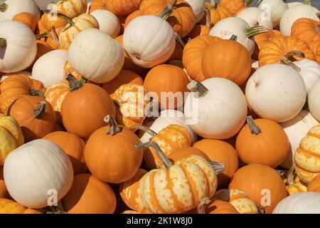 Jack-be-Little Kürbisse frisch aus dem Kürbispflaster und bereit für Halloween und Thanksgiving Weihnachtsdekorationen. Stockfoto