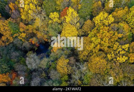 Eine Luftaufnahme von wunderschönen buschigen Bäumen, die von hellgelb bis rot und grün in einem sonnigen Wald reichen Stockfoto