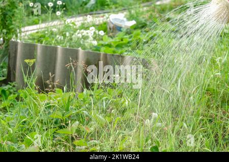 Ein Mann bewässert die Betten. Den grünen Garten mit einer Gießkannen bewässern. Bewässern Sie die Betten aus einer Gießkannte. Stockfoto