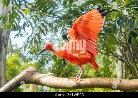 Der scharlachrote Ibis (Eudocimus ruber) sitzt auf einem Baum Stockfoto