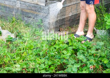 Ein Mann bewässert die Betten. Den grünen Garten mit einer Gießkannen bewässern. Bewässern Sie die Betten aus einer Gießkannte. Stockfoto