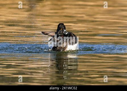 Eine ringhalsige Ente, die sich im und aus dem Wasser ergießelt und kräftig in einem goldenen See planscht. Stockfoto