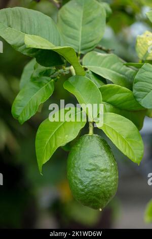 Grüne Citrus Medica Pflanze und Frucht Stockfoto