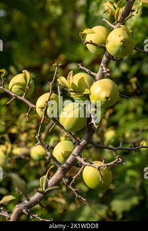 Chaenomeles Cathayensis ‘Chinese Flowering Quince’. Natürliche Nahaufnahme von Lebensmitteln Stockfoto