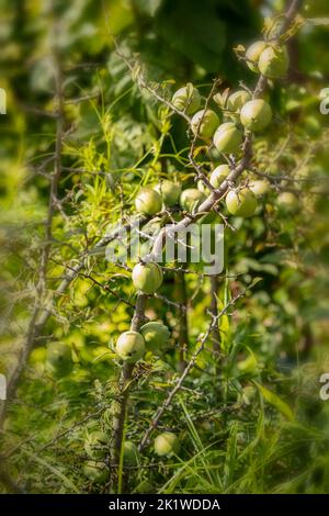 Chaenomeles Cathayensis ‘Chinese Flowering Quince’. Natürliche Nahaufnahme von Lebensmitteln Stockfoto