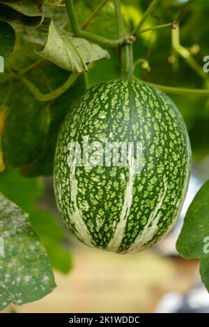 Nahaufnahme Food Portrait von Cucurbita ficifolia, Feigenblatt-Kürbis, Malabar-Kürbis, Schwarzkümmelkürbis, cidra, Pie Melone, Thai Marrow, in natürlicher Umgebung Stockfoto