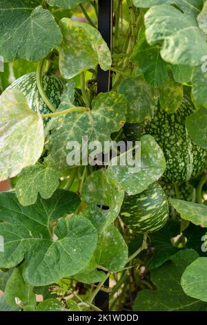 Nahaufnahme Food Portrait von Cucurbita ficifolia, Feigenblatt-Kürbis, Malabar-Kürbis, Schwarzkümmelkürbis, cidra, Pie Melone, Thai Marrow, in natürlicher Umgebung Stockfoto
