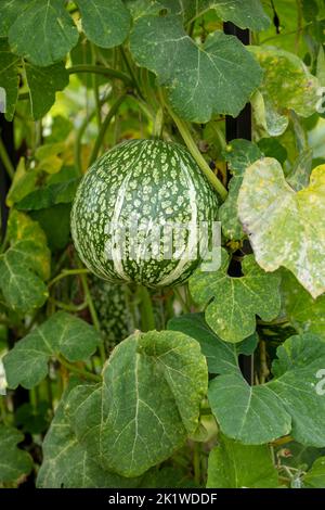Nahaufnahme Food Portrait von Cucurbita ficifolia, Feigenblatt-Kürbis, Malabar-Kürbis, Schwarzkümmelkürbis, cidra, Pie Melone, Thai Marrow, in natürlicher Umgebung Stockfoto