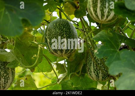 Nahaufnahme Food Portrait von Cucurbita ficifolia, Feigenblatt-Kürbis, Malabar-Kürbis, Schwarzkümmelkürbis, cidra, Pie Melone, Thai Marrow, in natürlicher Umgebung Stockfoto