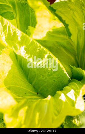 Radient Chicory ‘Pan di Zucchero’, Cichorium intybus „Pan di Zucchero“, Radicchio „Pan di Zucchero“, Gemüse-, Lebensmittel-Darstellung Stockfoto