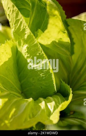 Radient Chicory ‘Pan di Zucchero’, Cichorium intybus „Pan di Zucchero“, Radicchio „Pan di Zucchero“, Gemüse-, Lebensmittel-Darstellung Stockfoto