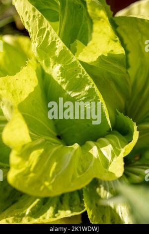 Radient Chicory ‘Pan di Zucchero’, Cichorium intybus „Pan di Zucchero“, Radicchio „Pan di Zucchero“, Gemüse-, Lebensmittel-Darstellung Stockfoto