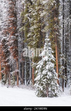 Schneebedeckte Bäume im Wald entlang der Maligne Lake Road im Winter, Jasper National Park, Alberta, Kanada. Stockfoto